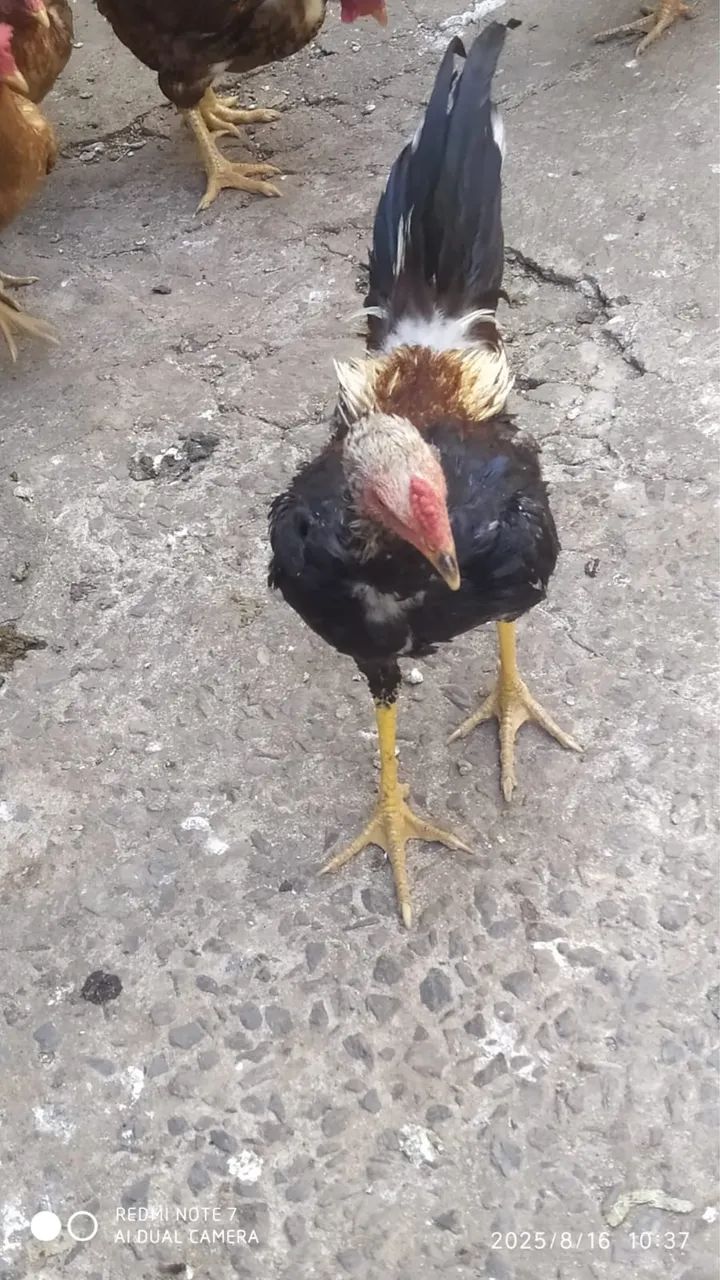 Galos - para criação - Foto 3