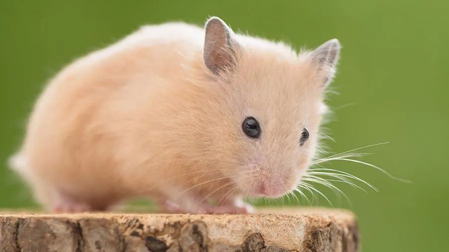 Filhotinhos de Hamister-Sírio "PARA RESERVA" - Foto 2