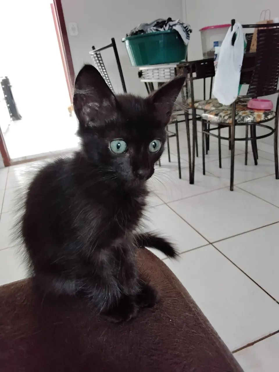 Gatinha linda para adoção - Foto 3