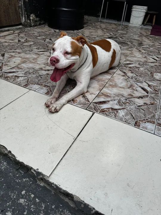Doando American bully fêmea (não é castrada)  - Foto 5