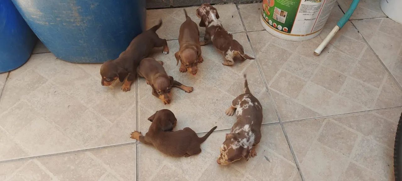 Dachshund Mini Alerquim e Chocolate  - Foto 2