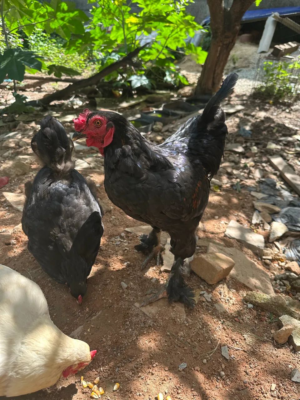 Galinhas, galo e franguinhos bhama black 