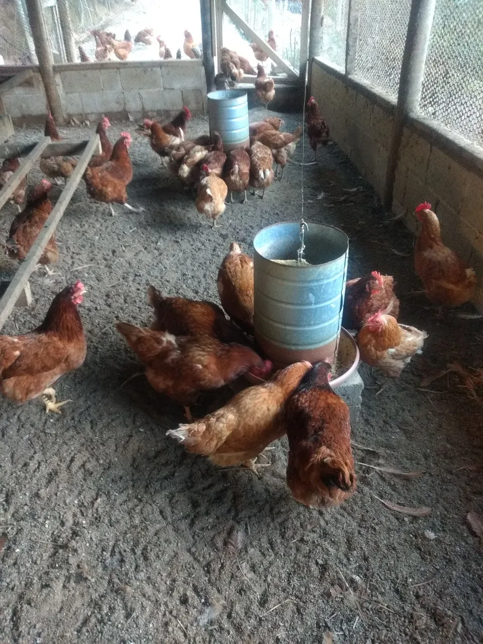 Vendo Galinha Embrapa 20,00 reais 