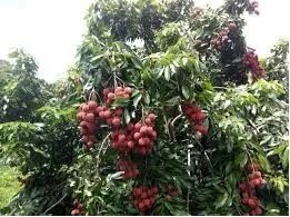 Sítio troca por caminhão e carro - Foto 9