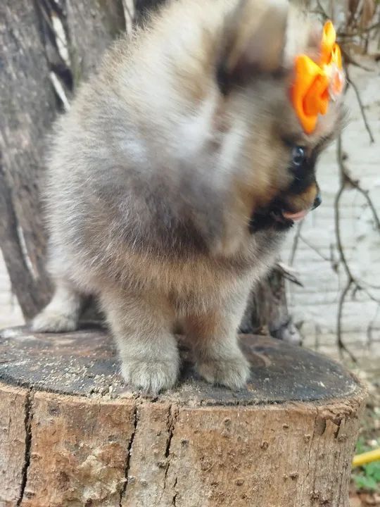 Pomerânia fêmea minuscula - Foto 3