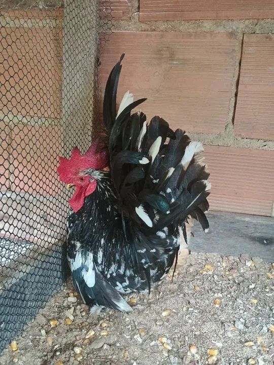 Galo Nagasaki- Adulto - Foto 2