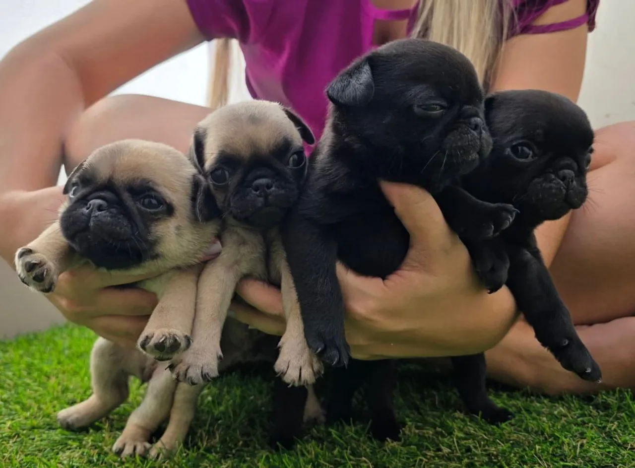 Filhotes de Pug