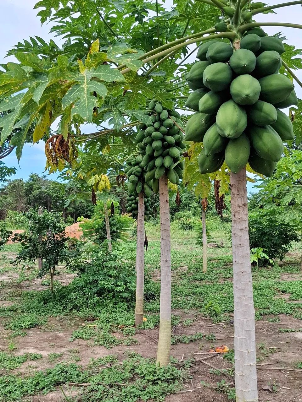  Vendo ou troco chácara 100X386m; área da vila Nova Esperança, Bonfim, há 52 km/Boa Vista. - Foto 6