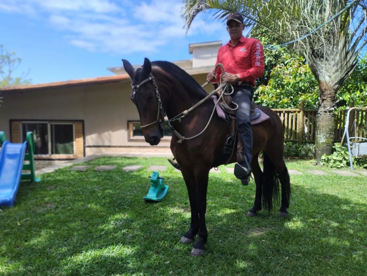 Égua Mangalarga  - Foto 6