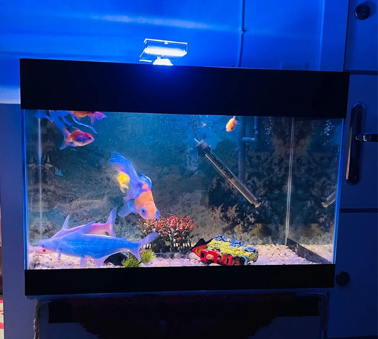 Aquário completo  - Foto 2