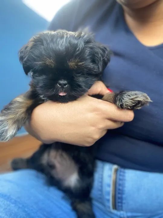 Filhotes de shih tzu