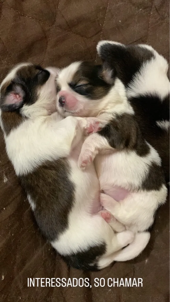Filhotes de Shih Tzu disponíveis!