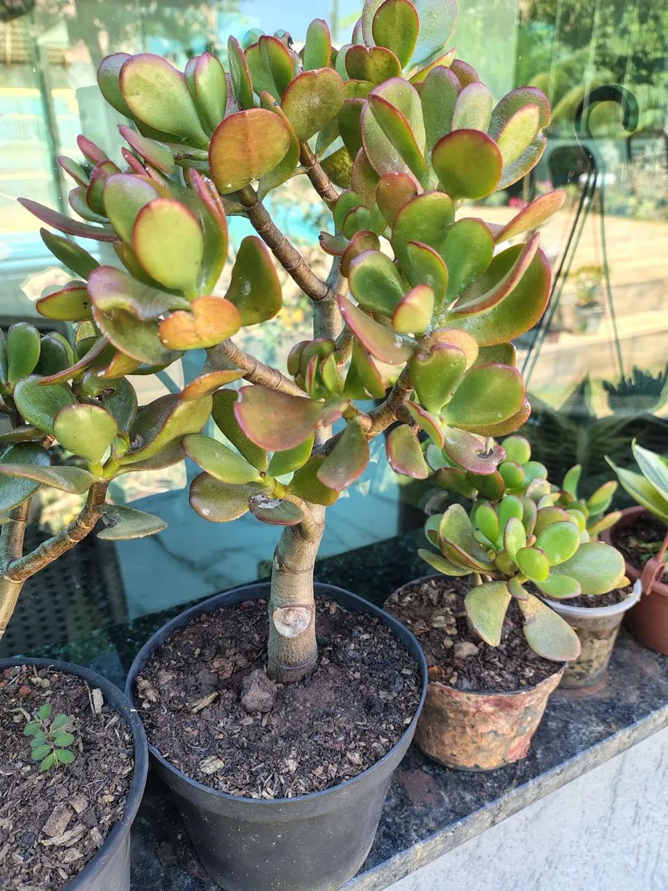 Suculentas Jade  - Foto 4