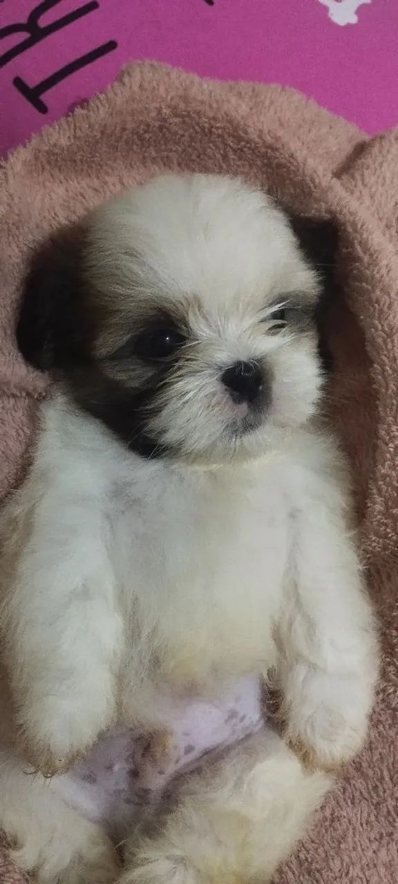 Filhote Shih Tzu 