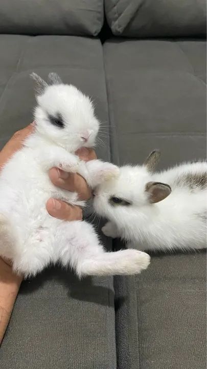 Coelhos filhotes de Mine Lions - Foto 2