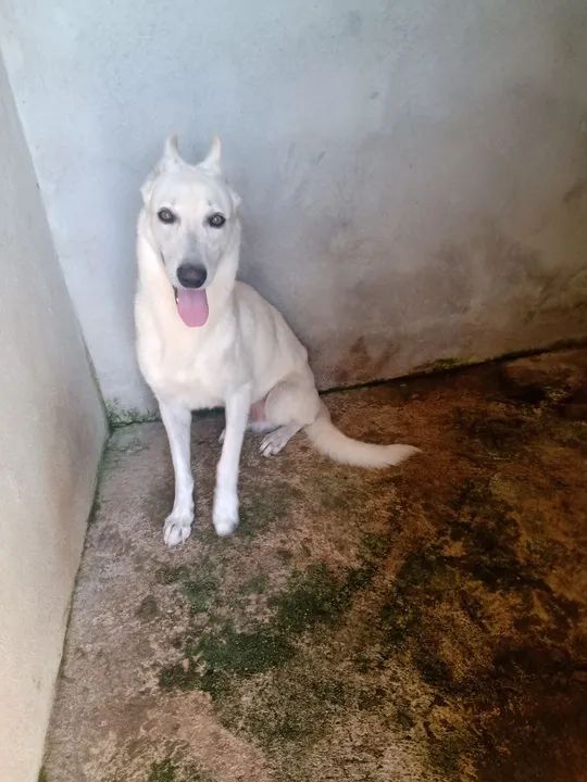 Pastor Branco Suíço  - Foto 5