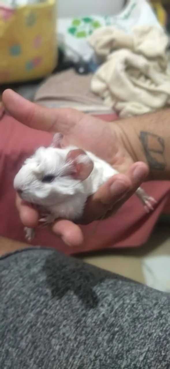 Porquinhas da India Abissínio - Lindas  - Foto 2