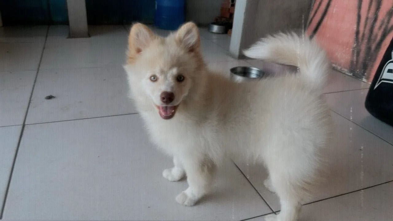 Pomsky fêmea ( Mini husky)  - Foto 3