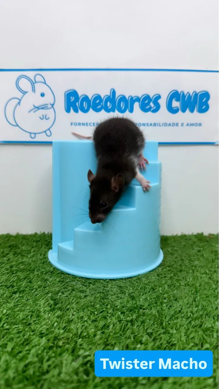 Ratos Twister/Mercol - Foto 5