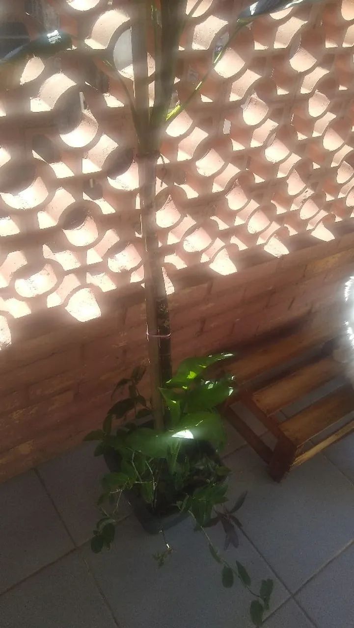 Comigo ninguém pode - Foto 6