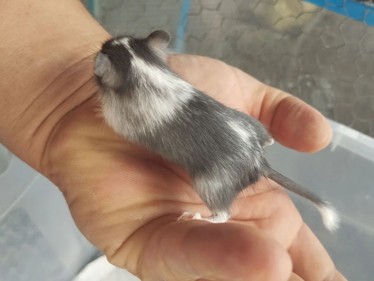 Filhotes de  Gerbil a venda.