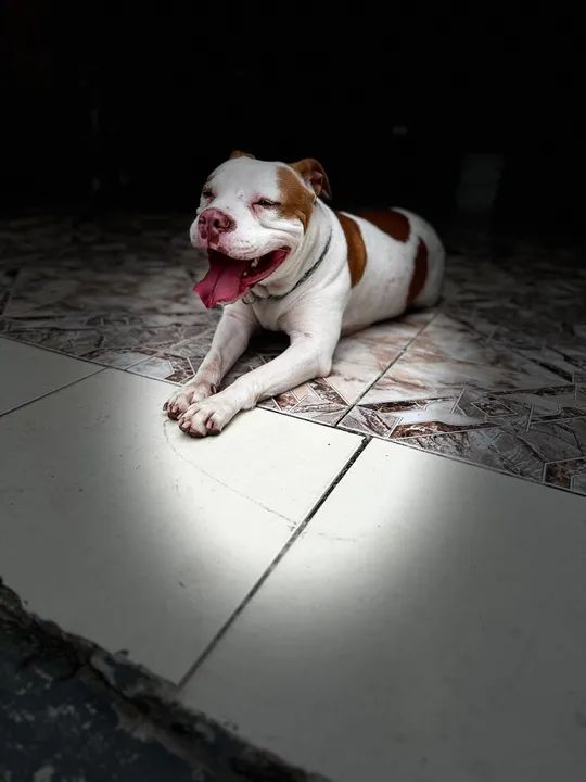 Doando American bully fêmea (não é castrada)  - Foto 6