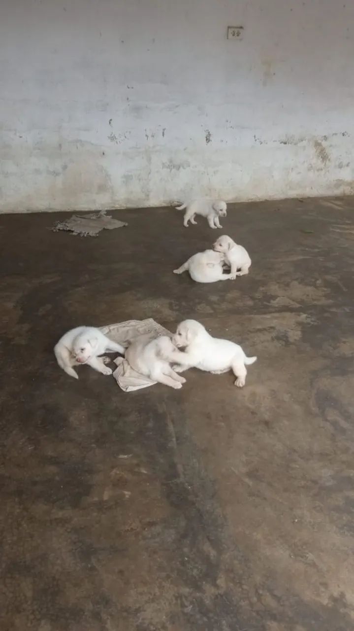 Filhotes de Labrador PURO - Foto 3