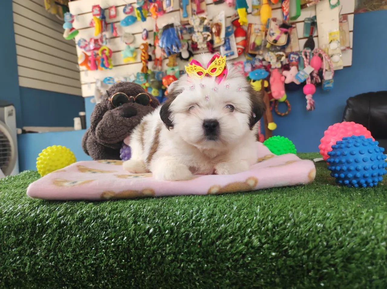 Shihtzu fêmea tricolor olhos verdes 