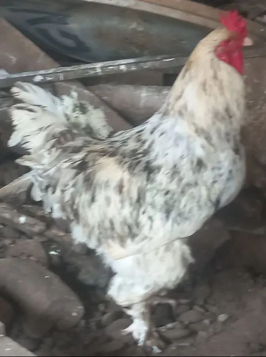 Casal De Galinha Bhama Americana ADULTA - Foto 2