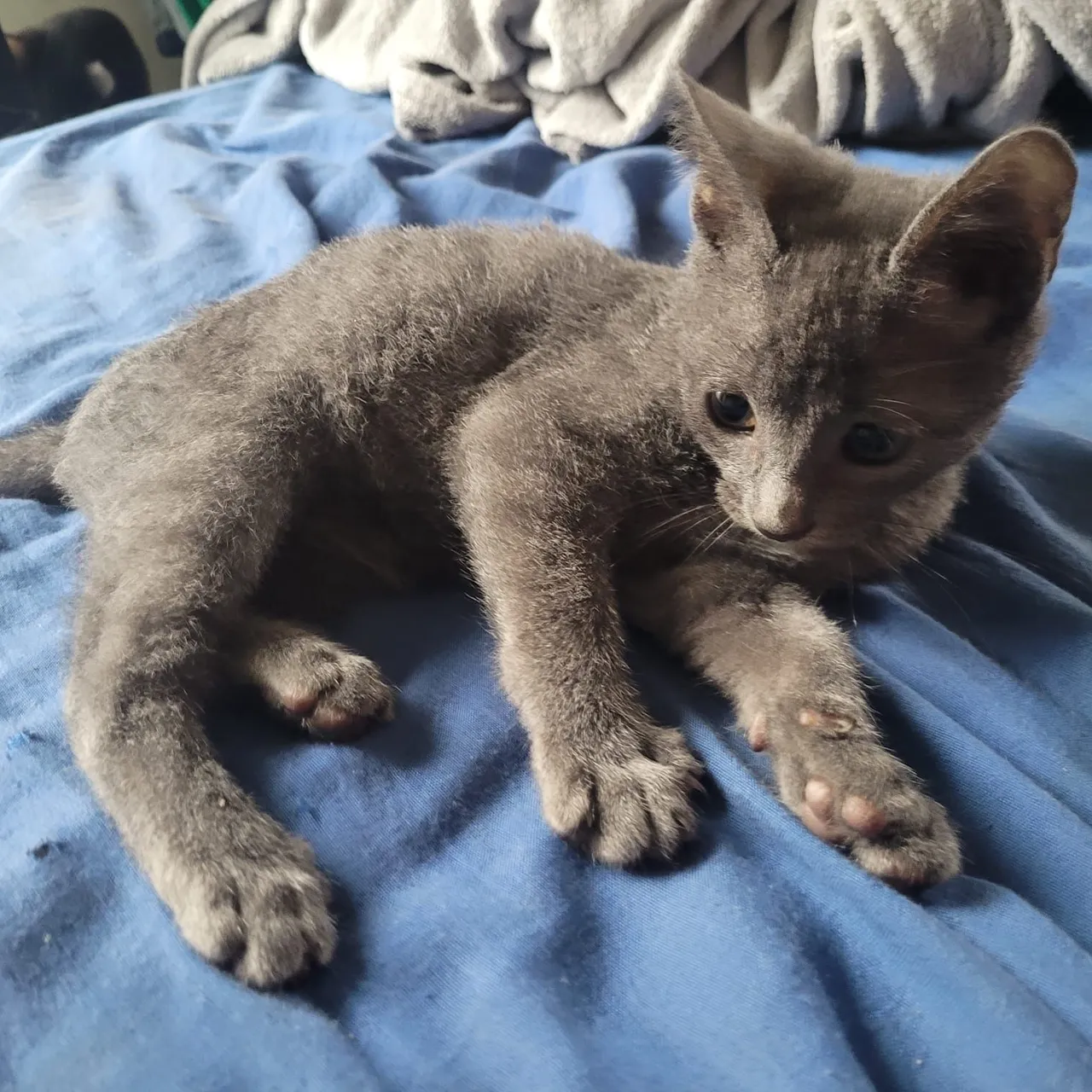 Gatinho Cinza para Adoção - Peludinho e Charmoso!