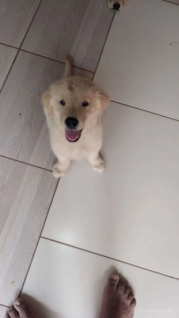 Filhote Golden Retriever