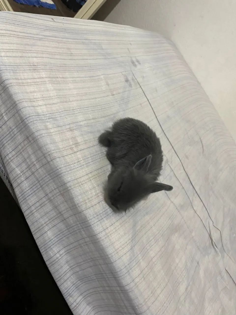 Coelhinho Cinza Mini - Foto 2