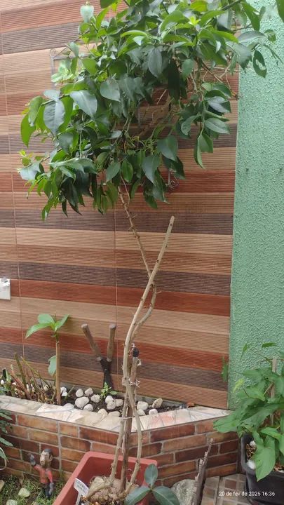 Vendo cactos ( leve 3 pague 2) ora pro nobis  - Foto 2
