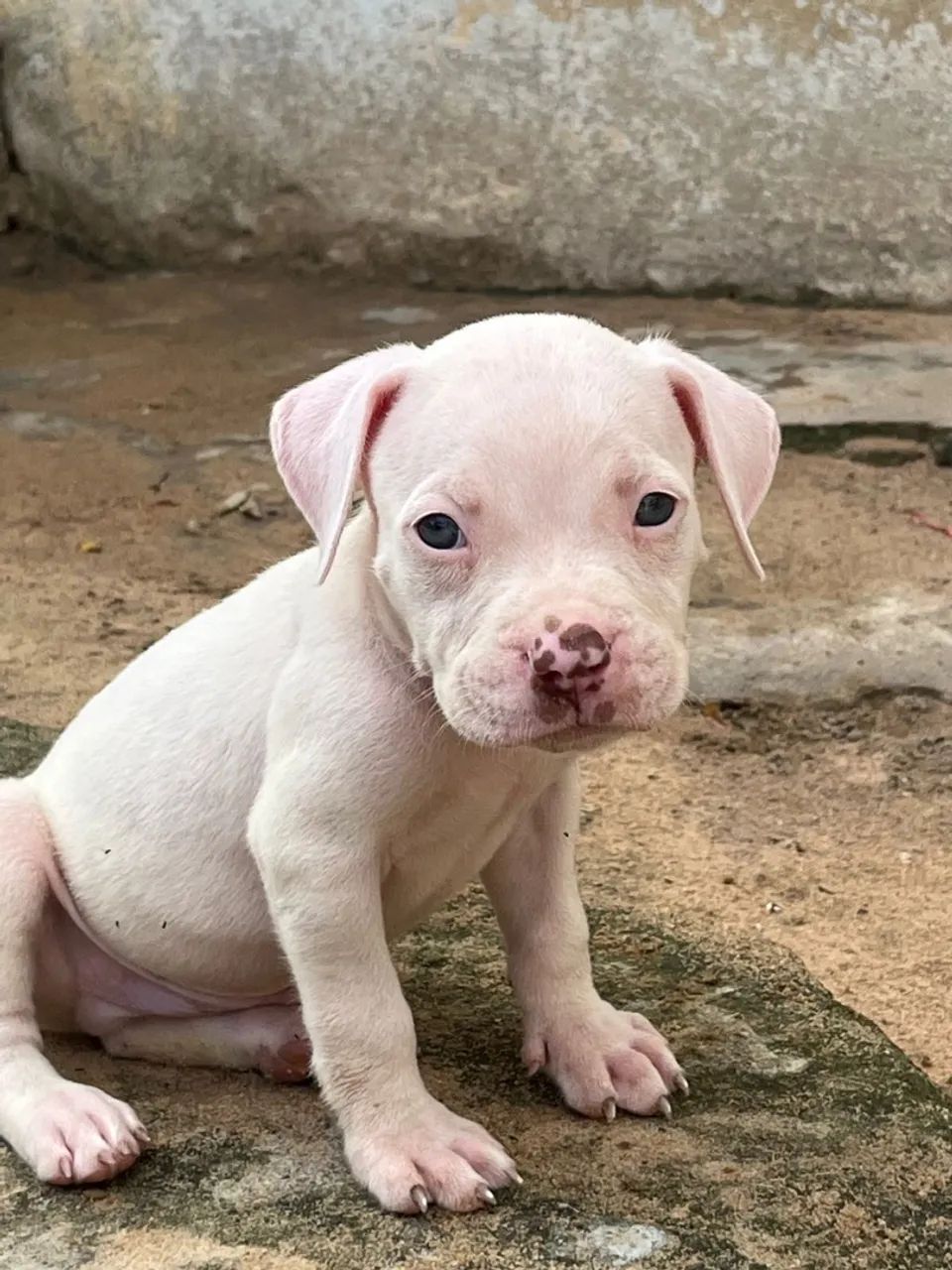 Filhotes de Pitbull com pedigree - Foto 5
