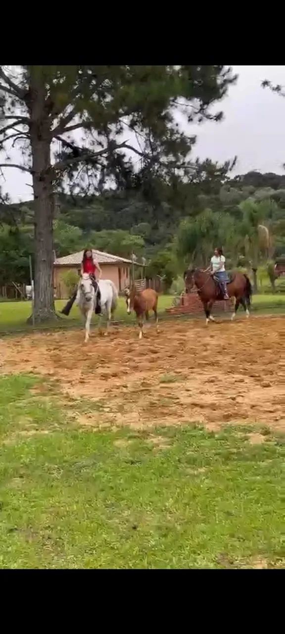 Égua QM com portro no pé a venda - Foto 5