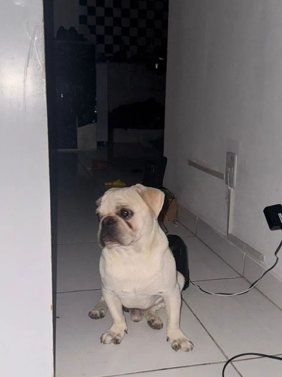 pug branco. Pelagem rara  - Foto 3