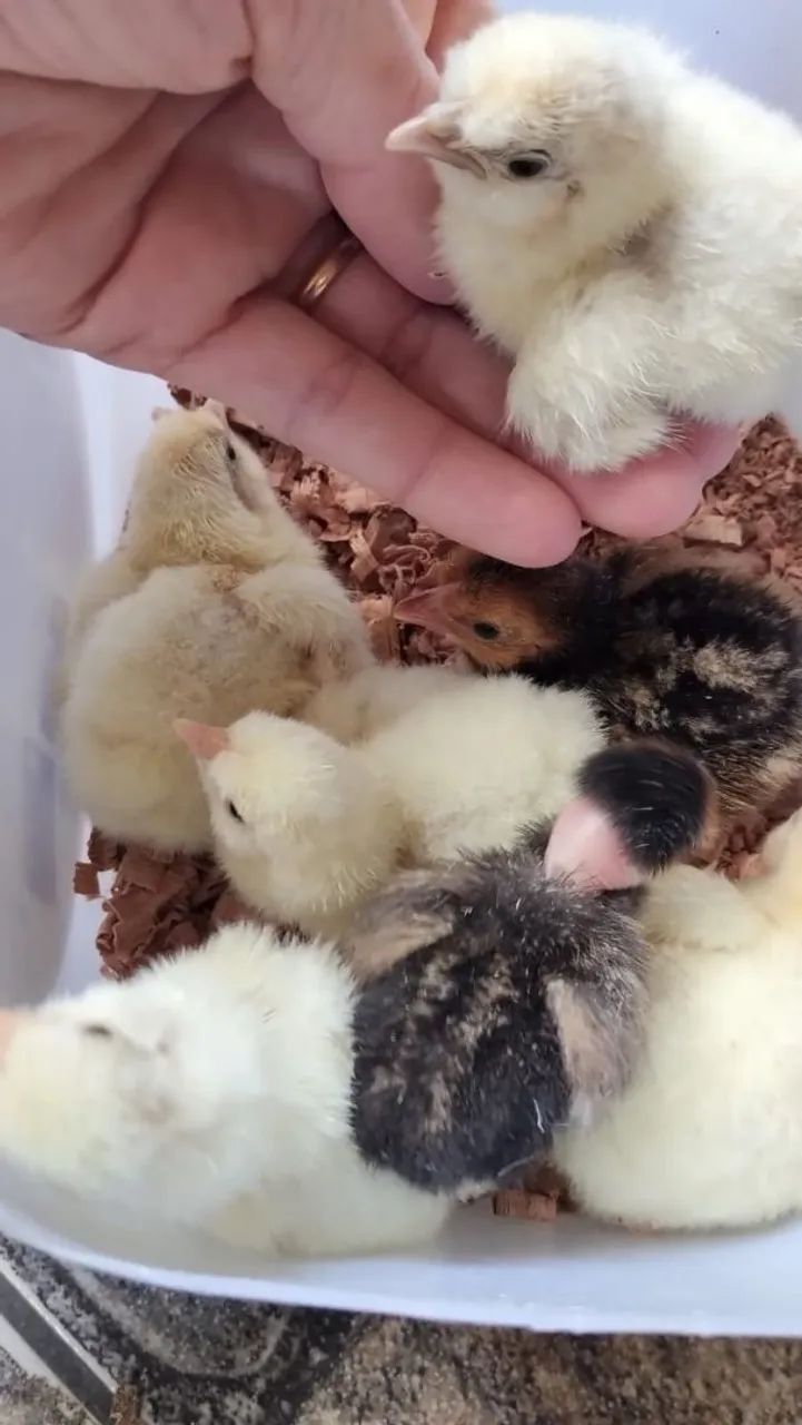 Pintinhos sedosas e serbiht 