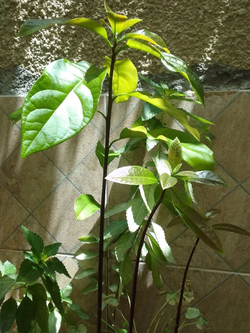 Abacateiro  - Foto 4