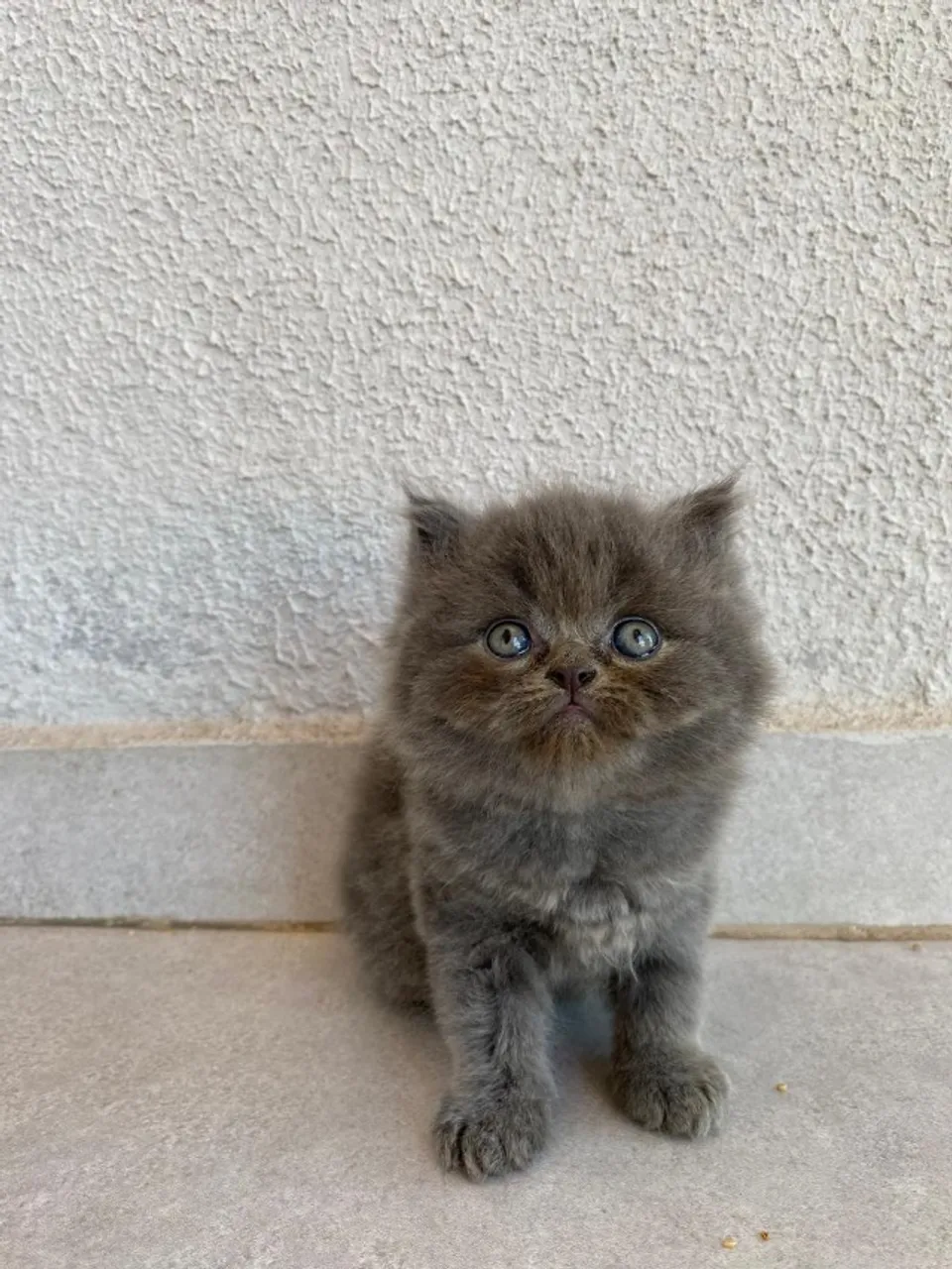 FILHOTES GATOS PERSAS
