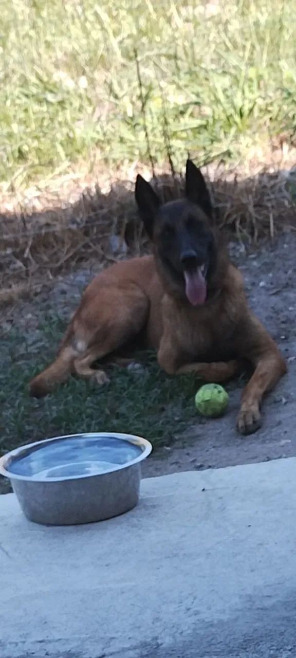 Procurando uma fêmea  ? - Foto 4