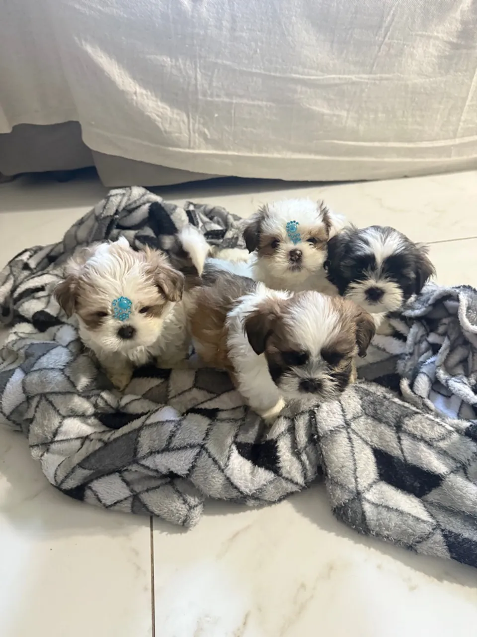 Filhotes de Shih Tzu puro