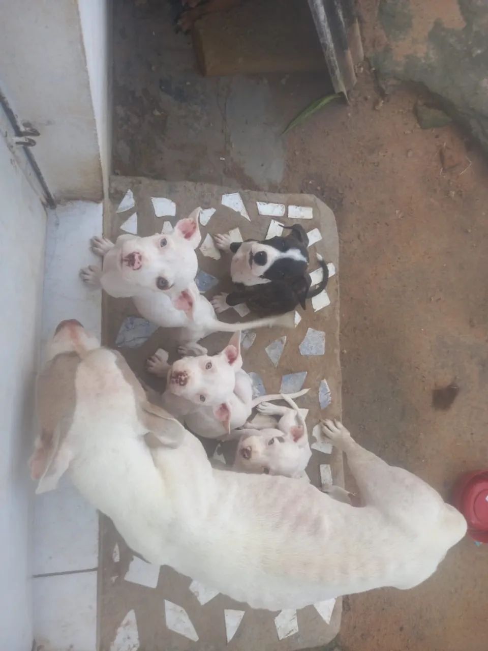 Filhotes de Pitbull com pedigree - Foto 4