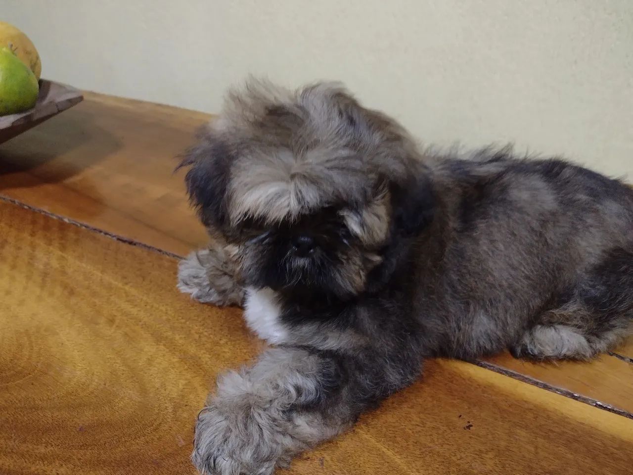 Shih Tzu filhote