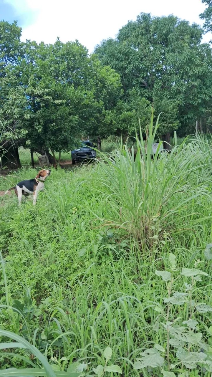 Compro casa ou apartamento a base de permuta  - Foto 4