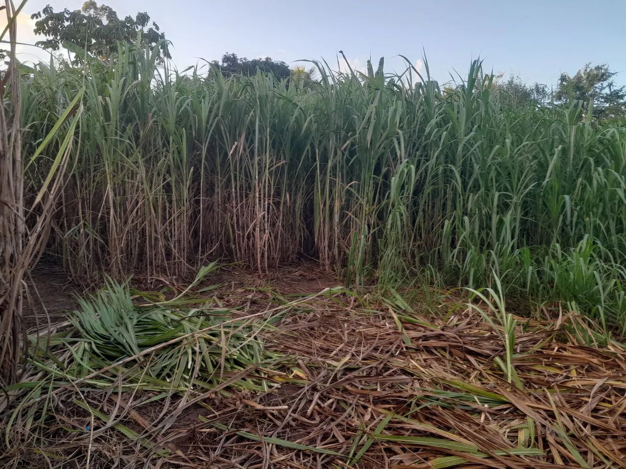 MUDAS BRS CAPIAÇU E KURUMI DIRETAMENTE DO PRODUTOR RURAL O ORIGINAL DA EMBRAPA  - Foto 3