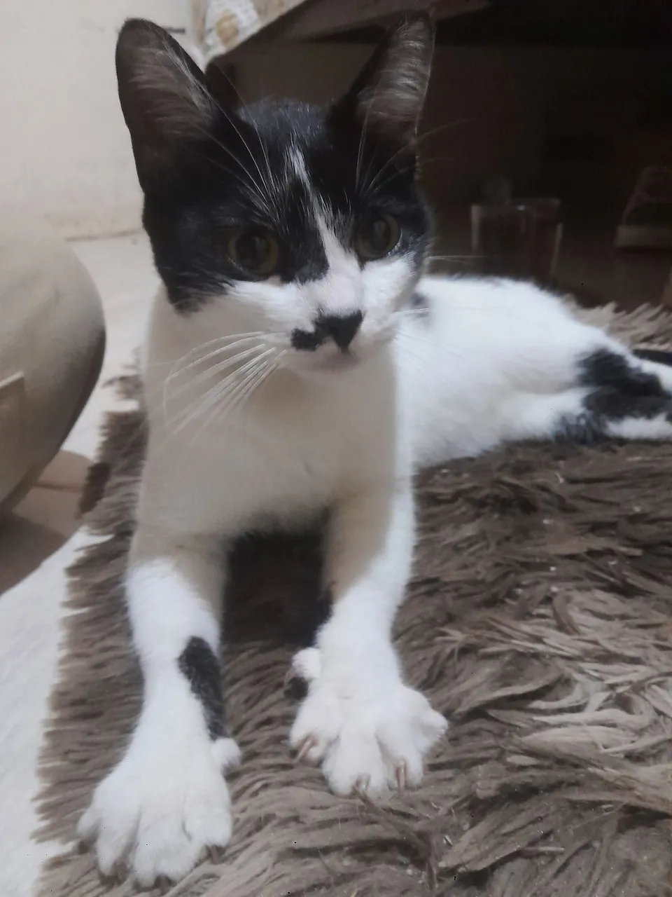 Gatinha carinhosa para adoção!