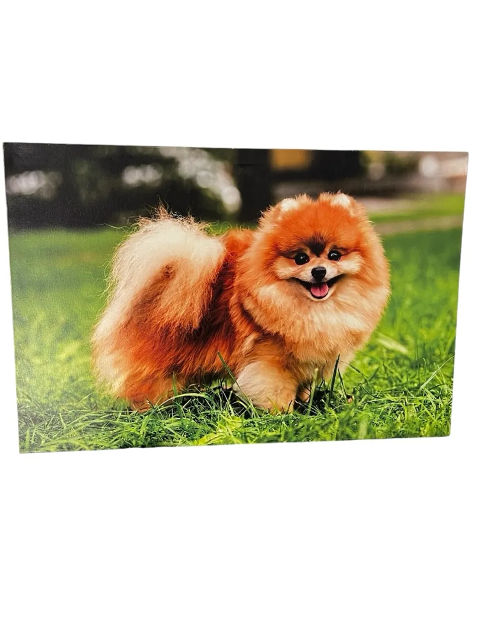 Quadro Decorativo Cãozinho Pomerânia