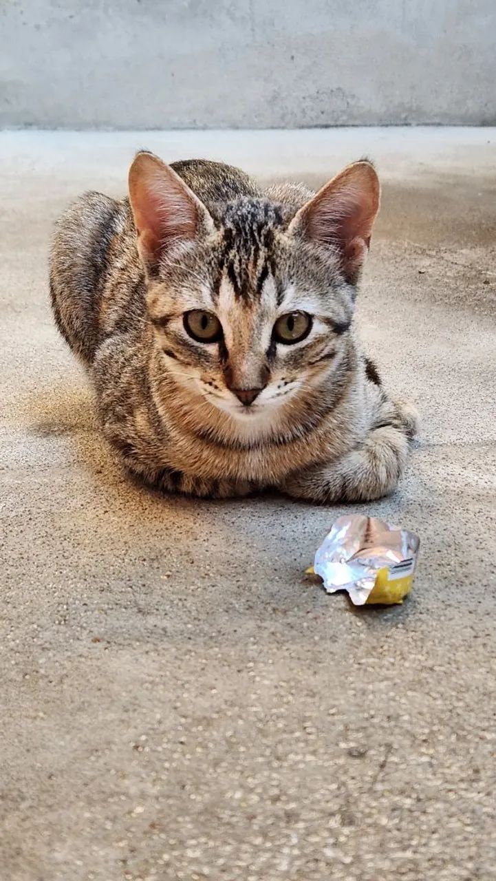 Gata filhote para adoção responsável  - Foto 3