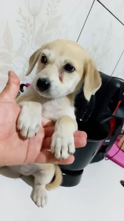 Filhote de cachorro disponível para adoção