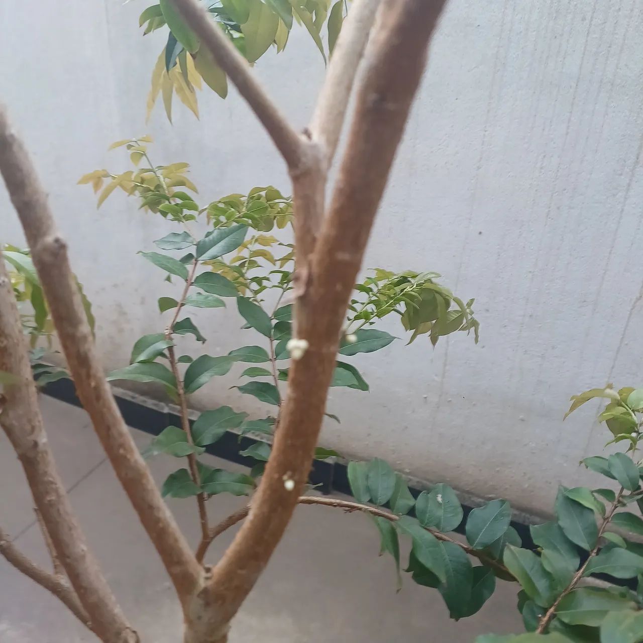 Pé de jaboticaba  - Foto 2